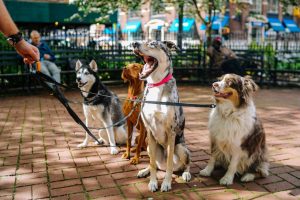 Pet Sitting Unleashes Potential Liability 300x200