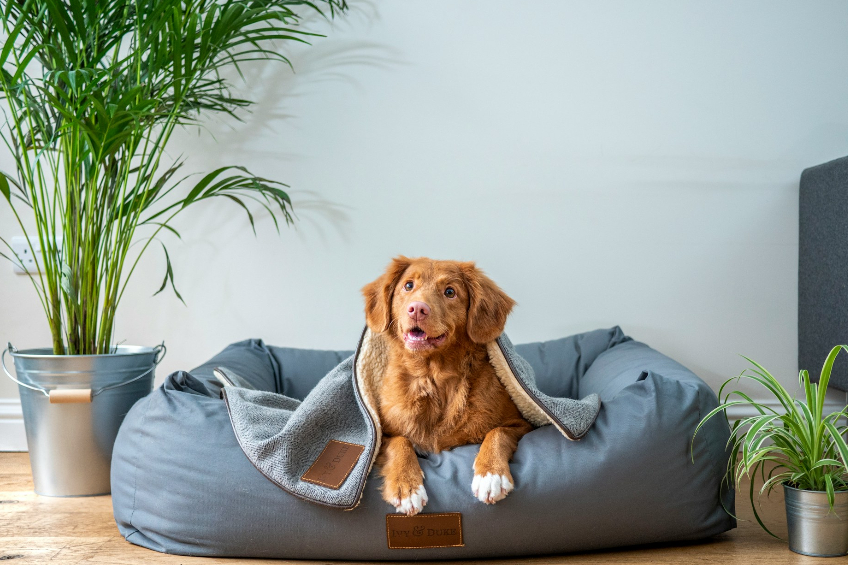 Pet Policies in New Jersey Rentals: Legal Guidelines