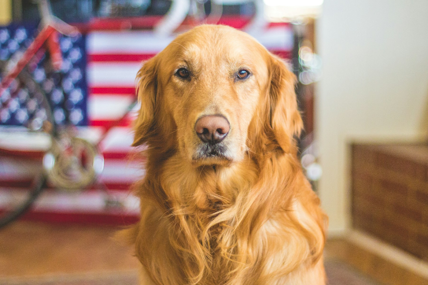 Animal Cruelty Laws and Reporting in New Jersey