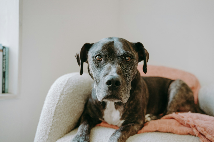 Animal Cruelty Laws in NJ