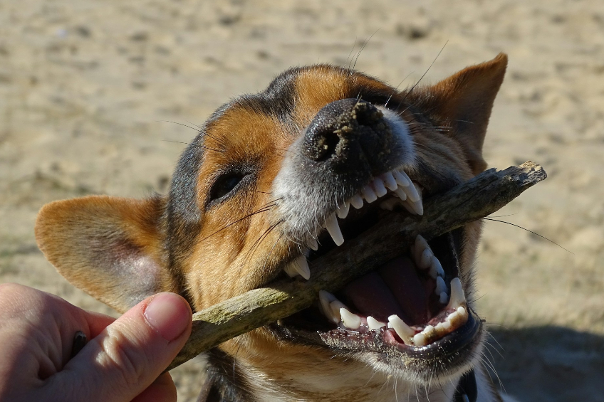 Compensation Available for Dog Bite Victims in New Jersey