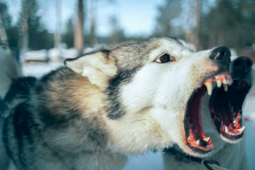 Compensation for Dog Bite Injuries in New Jersey