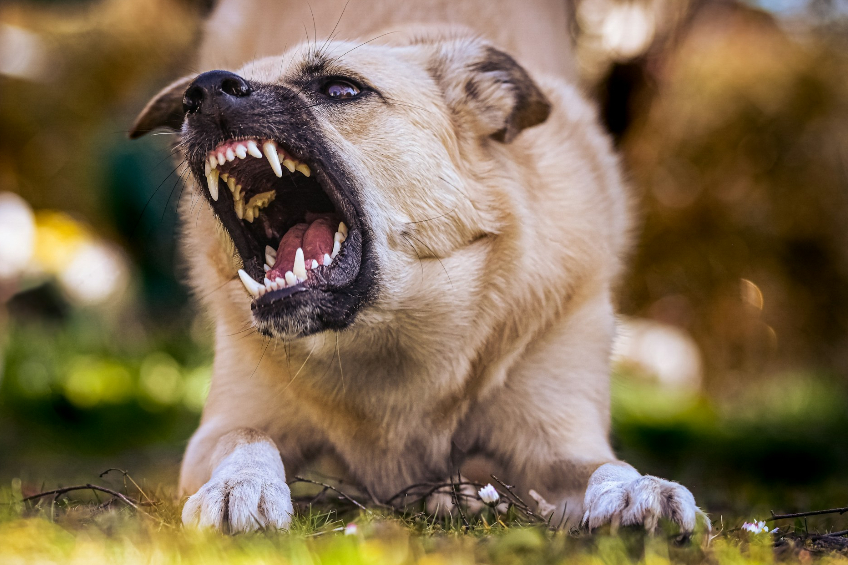 Dog Bite Claims Involving Children in New Jersey
