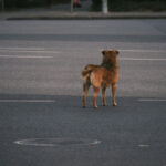 Dog Attacks on Joggers and Cyclists: Who Is Liable?