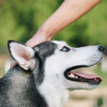 Statute of Limitations for Dog Bite Lawsuits in New Jersey