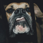 Recent Dog Bite Verdicts and Settlements in New Jersey: Trends and Lessons