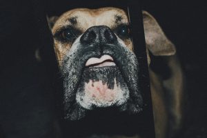 Recent Dog Bite Verdicts And Settlements In New Jersey  Trends And Lessons 300x200