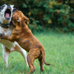 Dog Attacks on Private Property