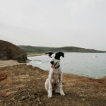 What If the Dog Owner Claims You Provoked the Dog?