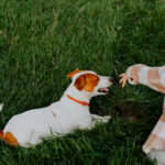 Dog Attacks on Children: Legal Options in NJ