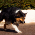 Emotional Trauma After a Dog Attack: Can You Recover Damages?