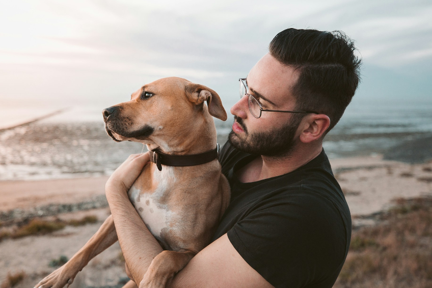 What Happens If the Dog Owner Is Uninsured?