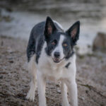 Frequently Asked Questions About Dog Bite Claims in NJ