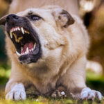 How Insurance Companies Evaluate Dog Bite Claims