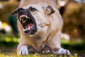 How Insurance Companies Evaluate Dog Bite Claims In New Jersey 300x200