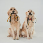 Leash Laws and Their Impact on Liability in NJ