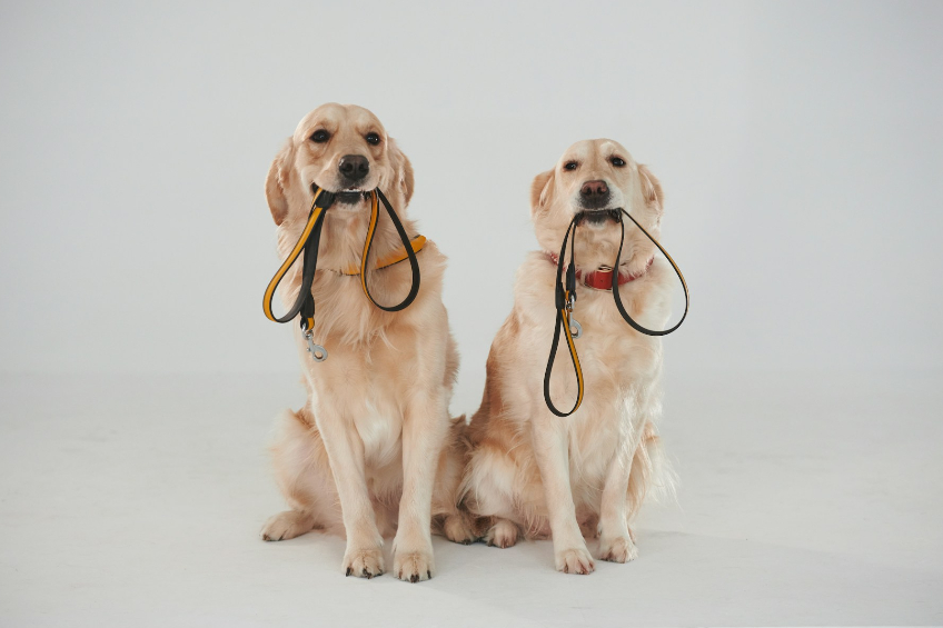 Leash Laws and Their Impact on Liability in NJ