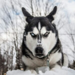 What If the Victim Provoked the Dog?