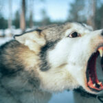 Facial Injuries After a Dog Bite in New Jersey