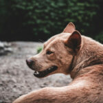 Infection Risks After a Dog Bite in New Jersey