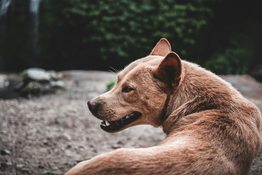 Infection Risks After A Dog Bite In New Jersey