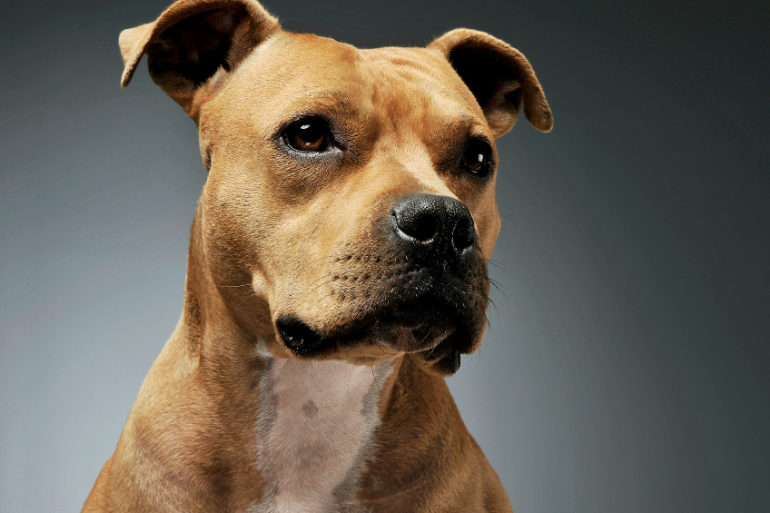 Can You Sue If A Dog Attacked But Did Not Bite You