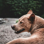 Who Pays Medical Bills After a Dog Bite in New Jersey?