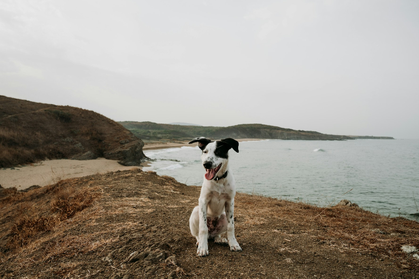 Can You Sue After A Dog Attack Without A Bite